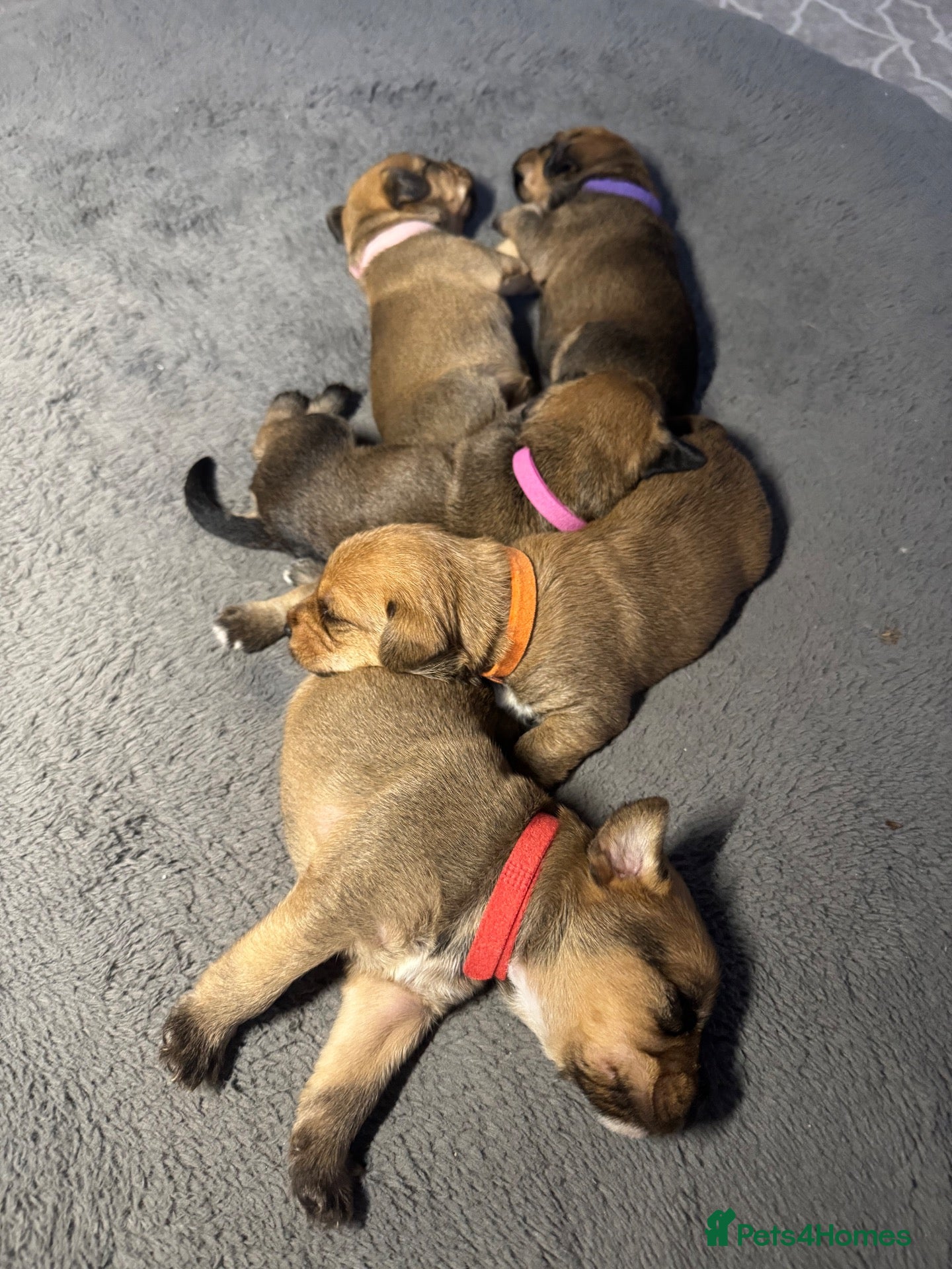 Mixed Breed dogs for sale: Gorgeous female puppies - Advert 1