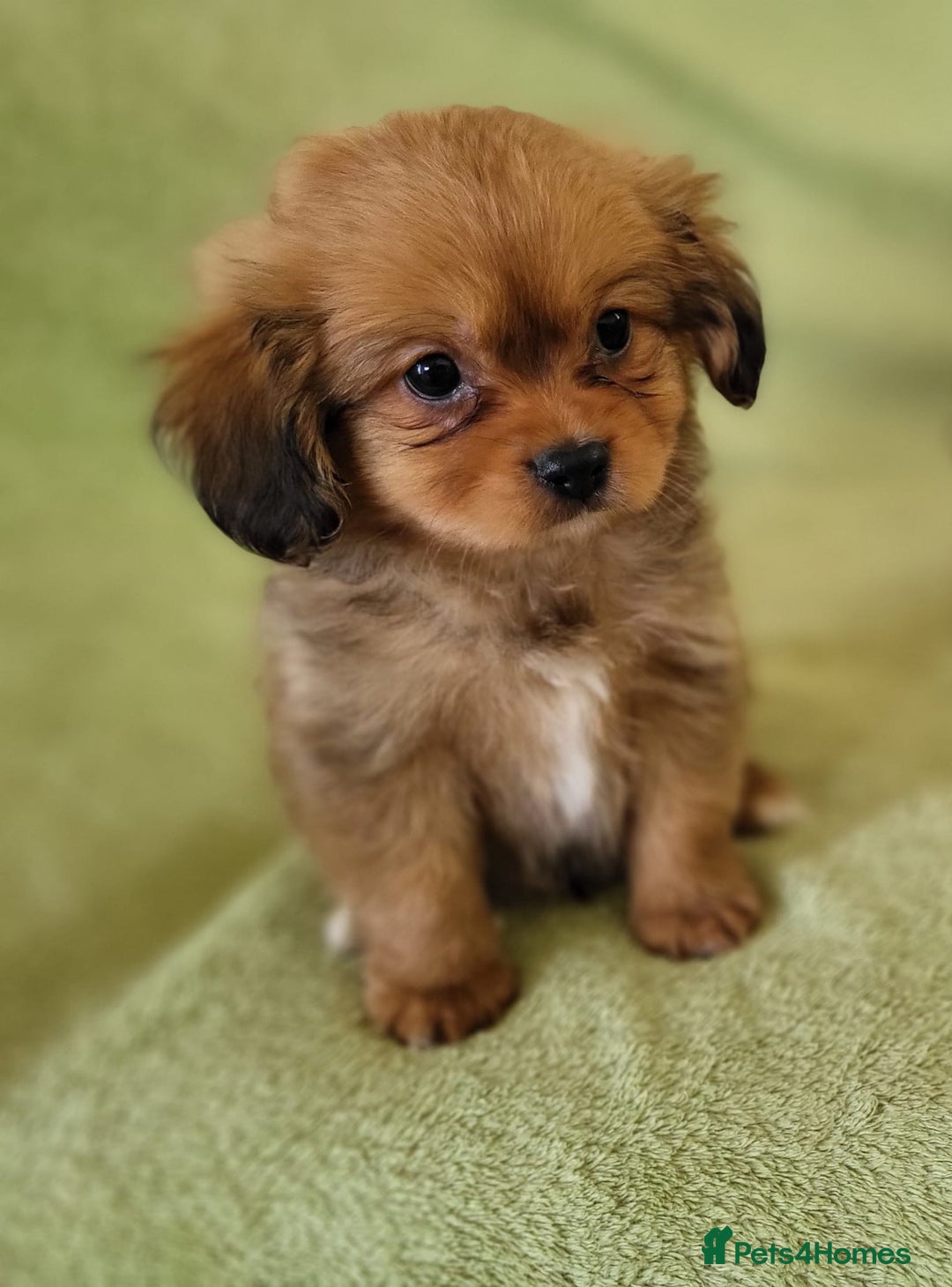Mixed Breed dogs for sale: Cavapom - Advert 7