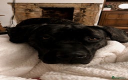 Mixed Breed dogs for sale: Family dog for Sale - Image 6
