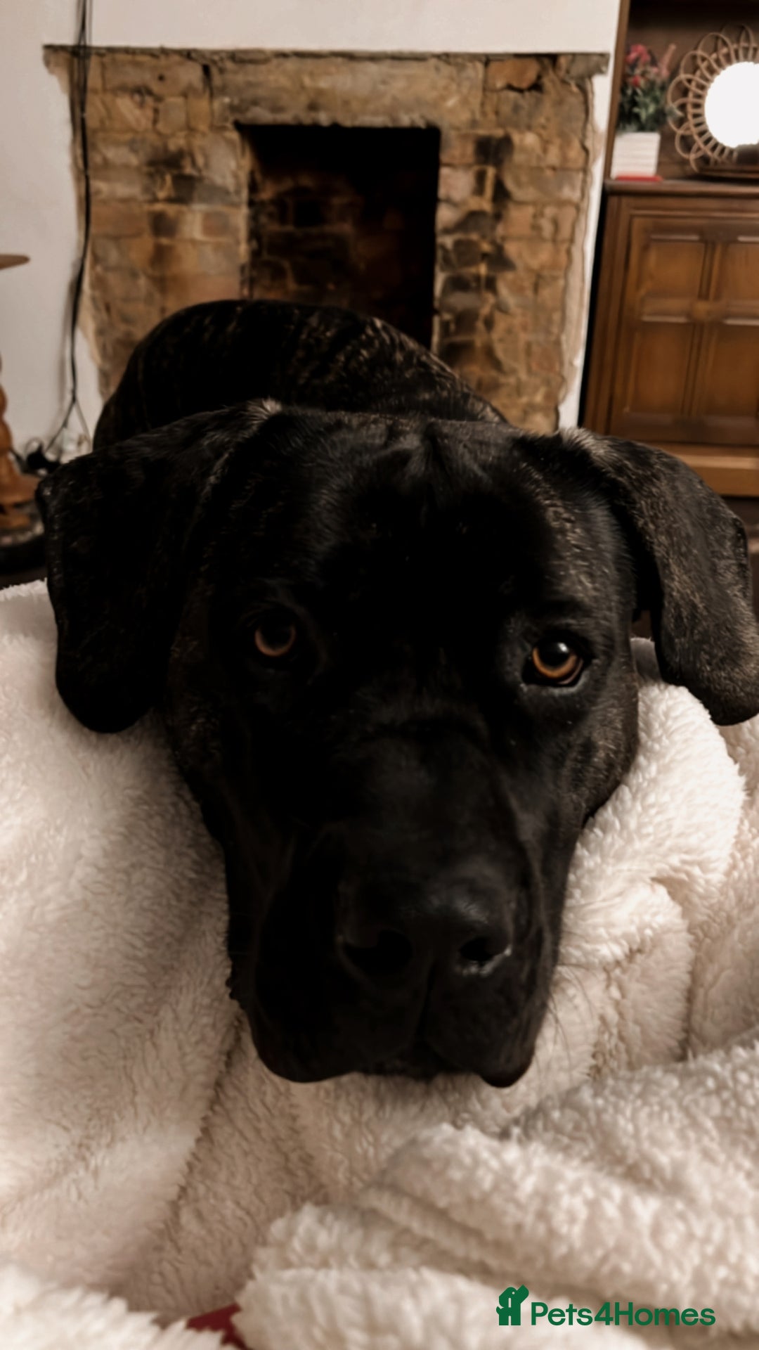 Mixed Breed dogs for sale: Family dog for Sale - Image 6
