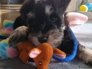 Miniature Schnauzer dogs Miniature Schnauzer Puppies KC Registered - Advert 2