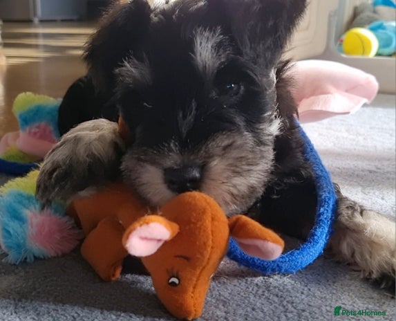Miniature Schnauzer dogs Miniature Schnauzer Puppies KC Registered - Advert 2
