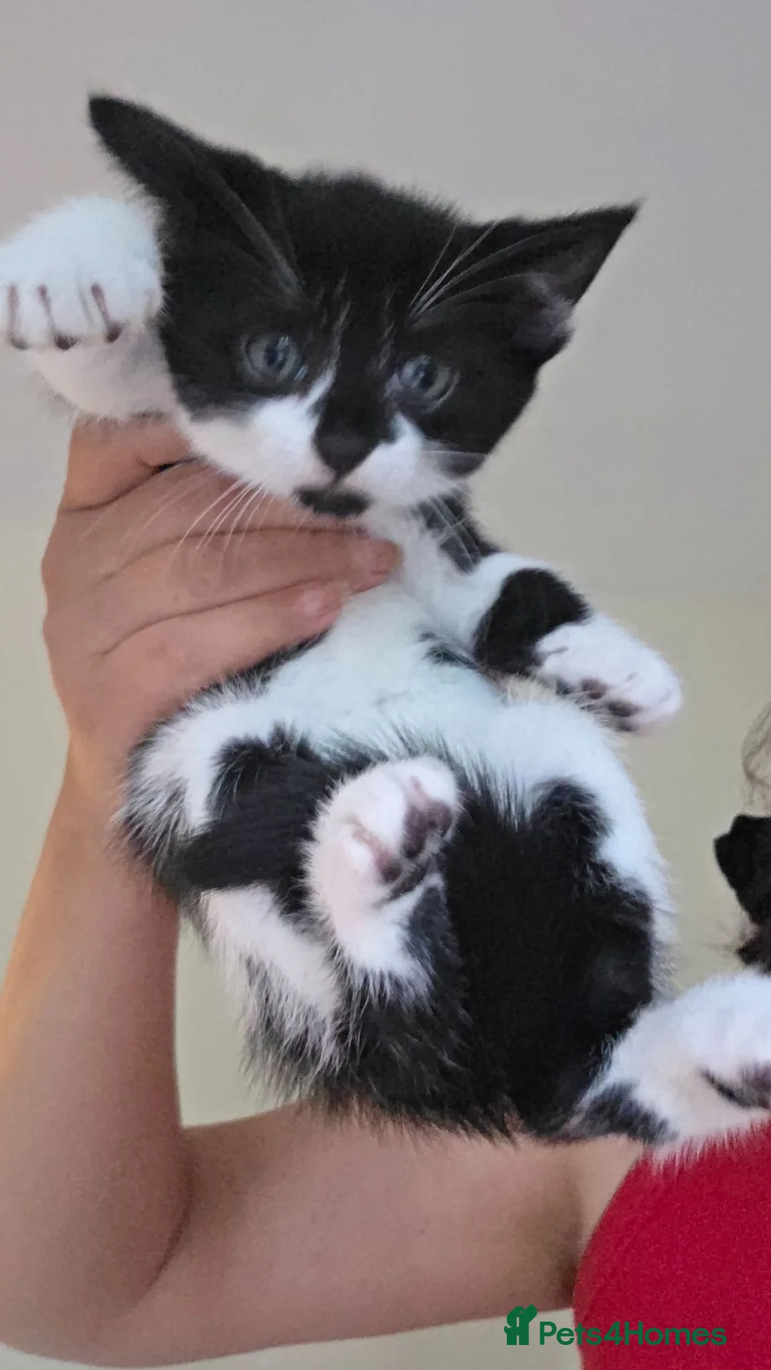 Mixed Breed cats for sale: Adorable kittens ready for their home - Advert 1
