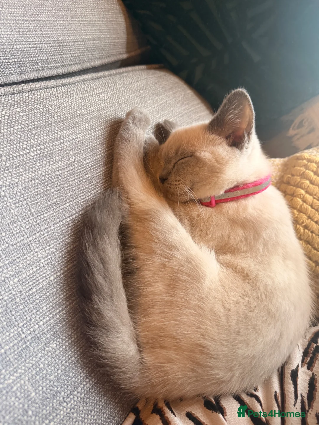 British Shorthair cats for sale: Adorable Colourpoint BSH Female Kitten £750 - Advert 12