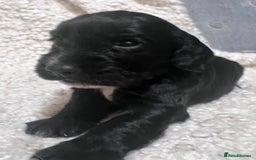 Cocker Spaniel dogs for sale: Fully health tested KC reg working Cocker Spaniels - Image 19