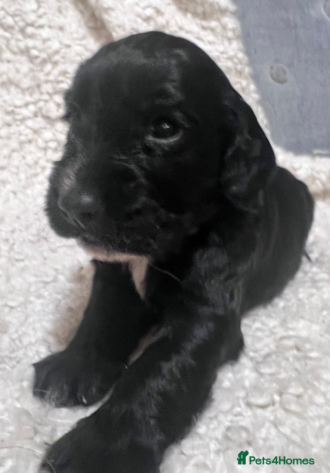 Cocker Spaniel dogs for sale: Fully health tested KC reg working Cocker Spaniels - Image 19