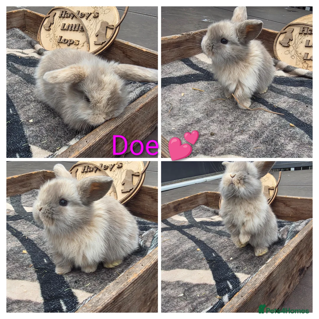 Mini Lop rabbits for sale: Gorgeous pure breed mini lops  - Advert 2