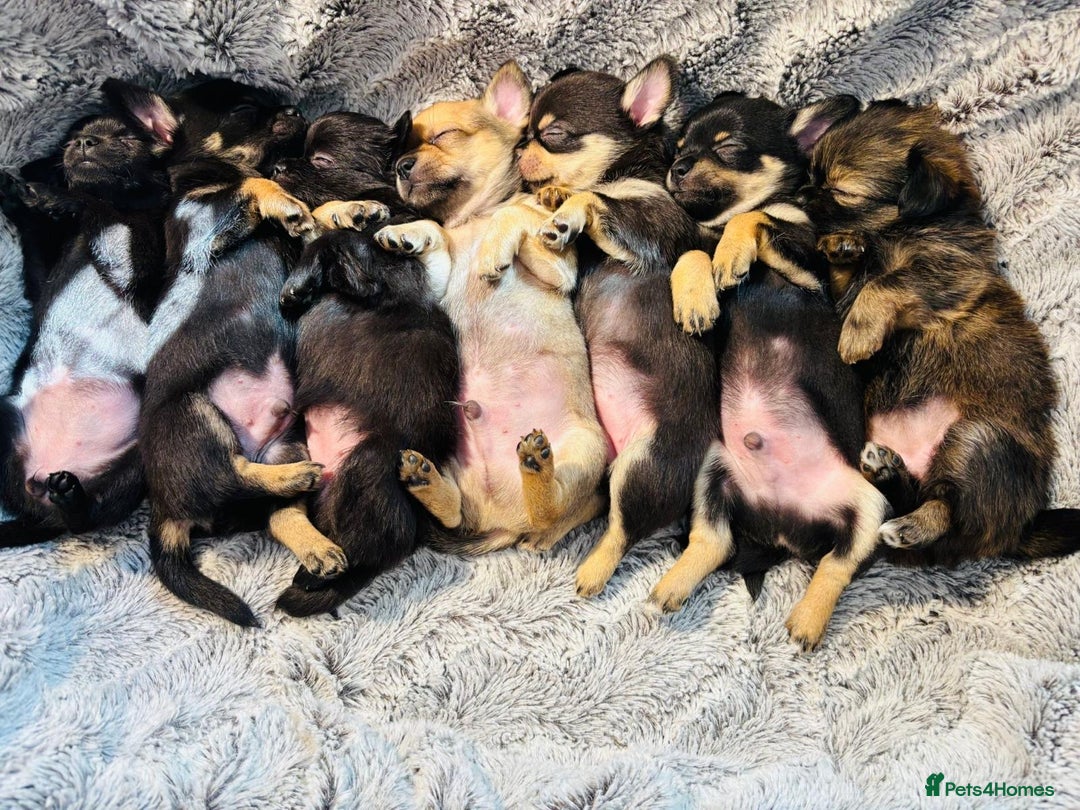 Chihuahua dogs for sale: Pure Breed Chihuahua  - Image 5