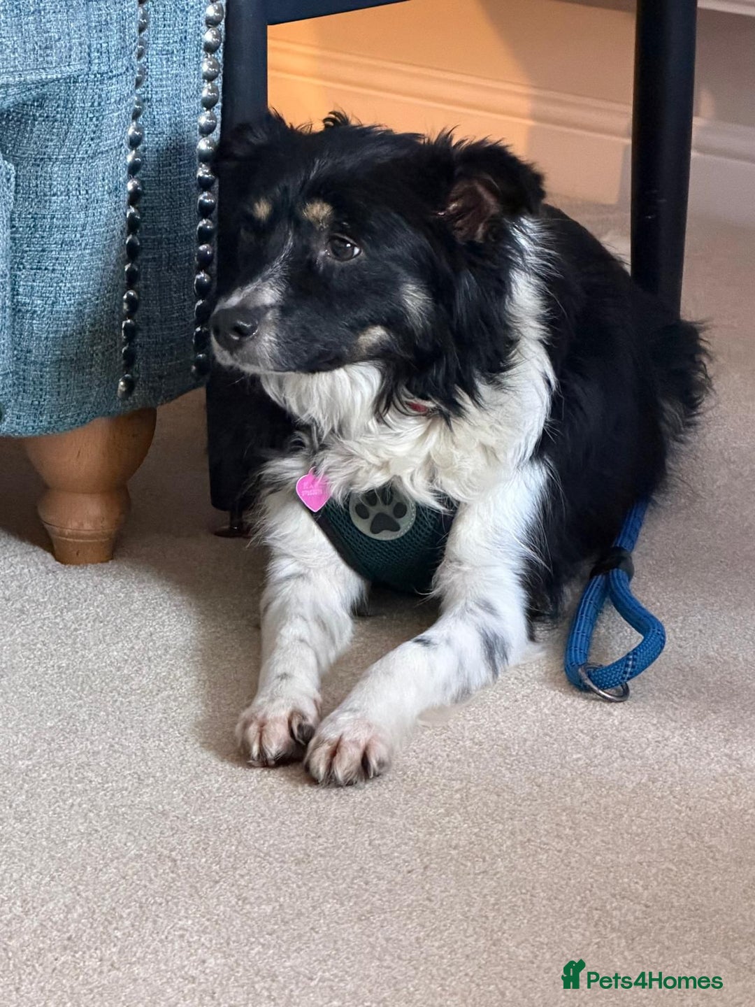 Mixed Breed dogs for adoption: Amazing Neeka - Advert 5