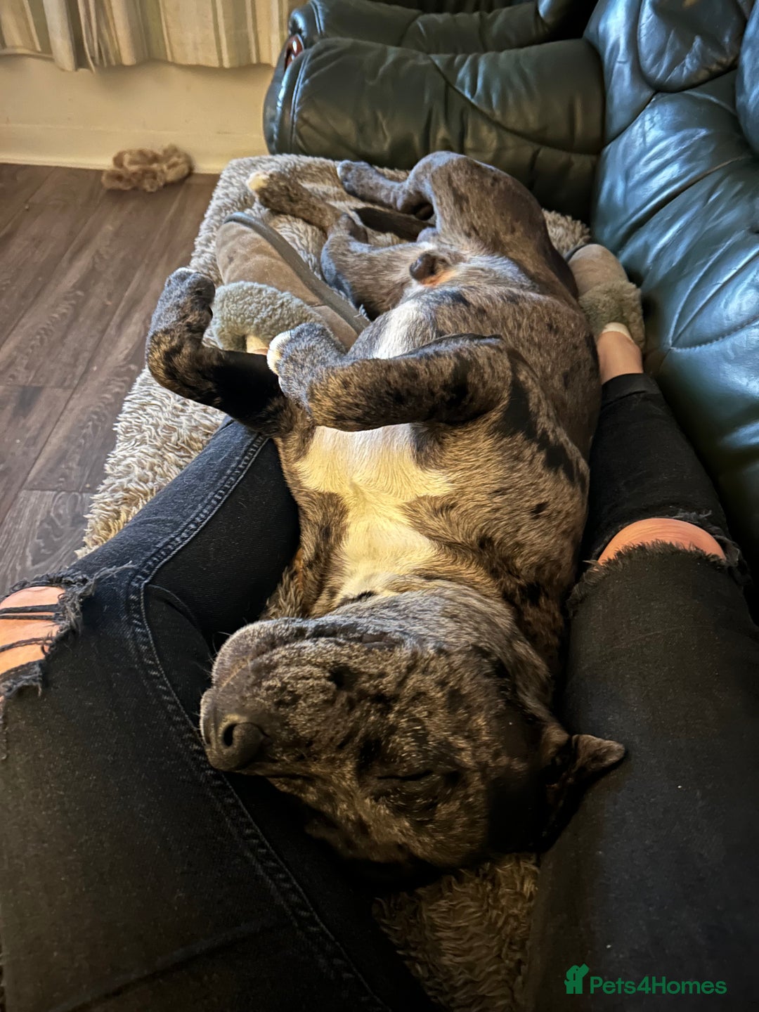 Staffordshire Bull Terrier dogs for stud: Merl Staffies  - Advert 10