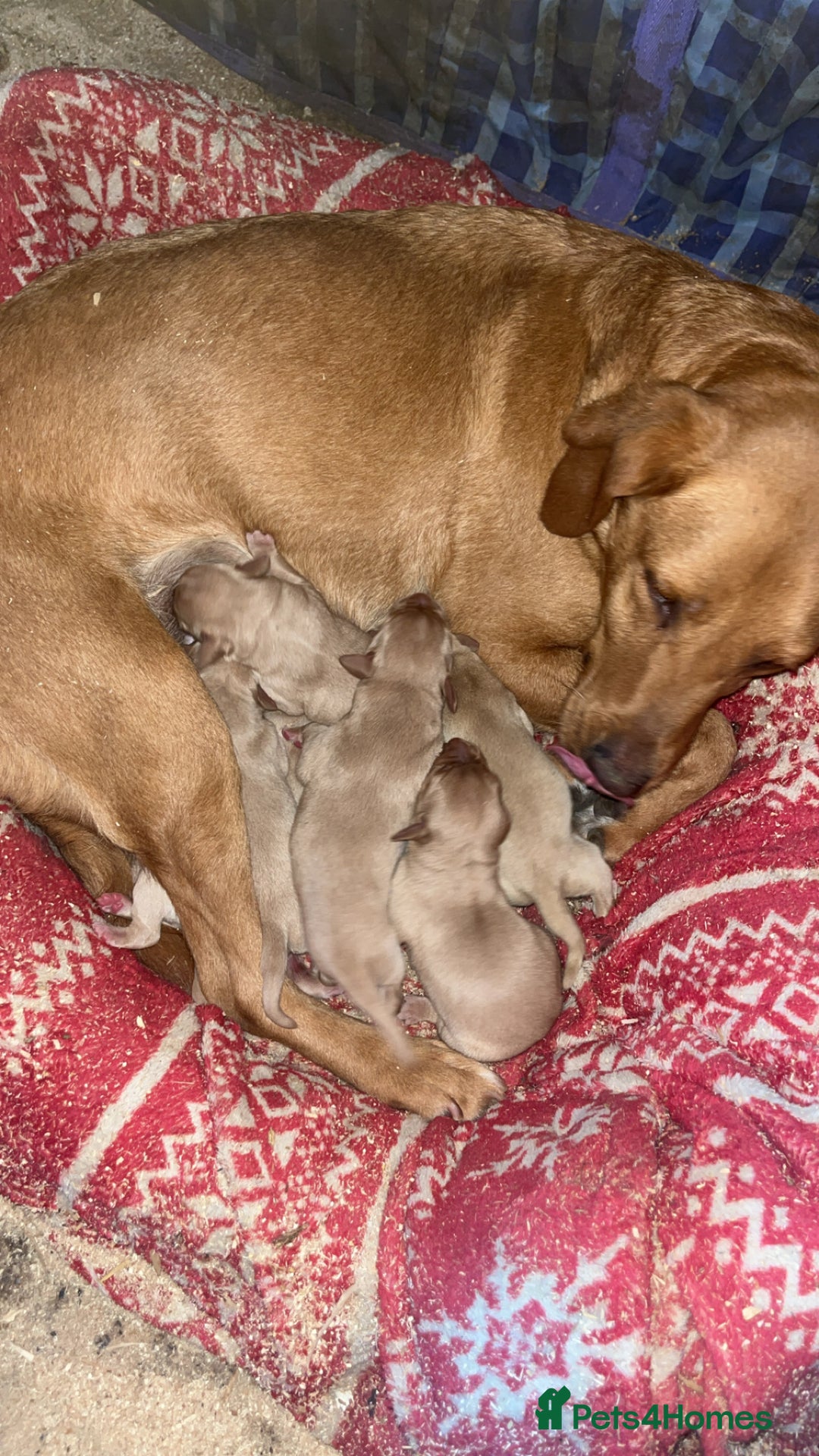 Labrador Retriever dogs for sale: Full Labradors ready soon  - Image 3
