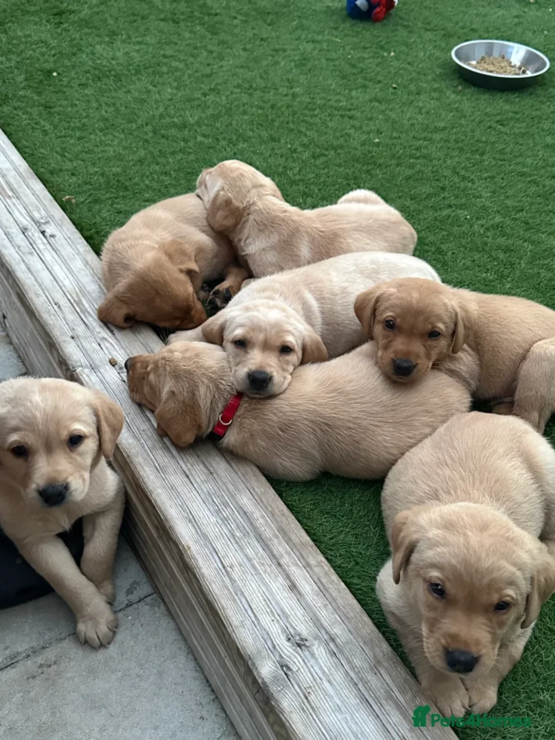 Labrador Retriever dogs for sale: 🐾 Exceptional KC Registered Labrador Puppies🐾 - Advert 5