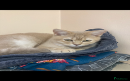 British Shorthair cats for sale: Loving British short hair and tabby cats - Image 2