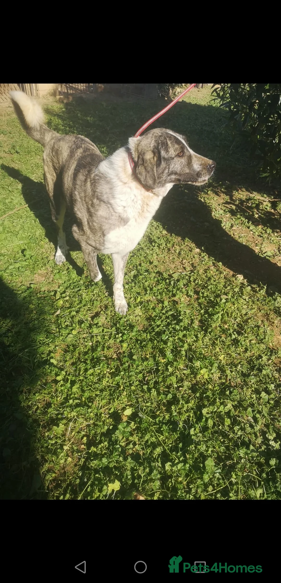 Mixed Breed dogs for adoption: Please can you offer Nana a home 🏡  - Advert 6