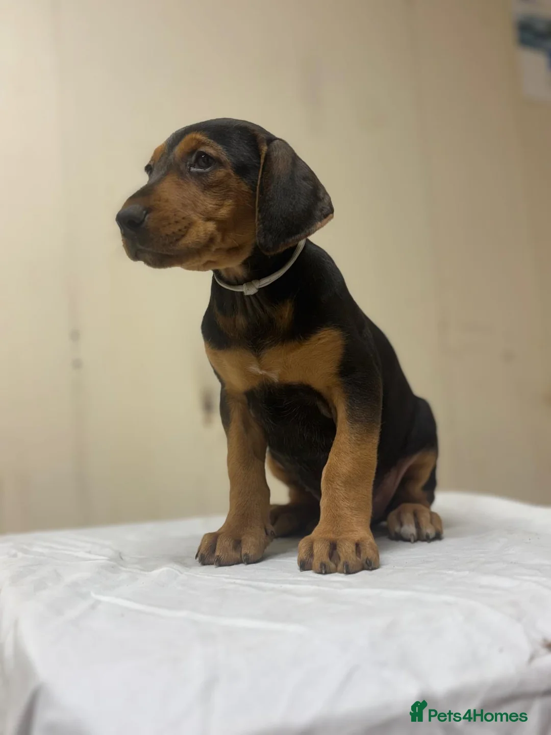 Mixed Breed dogs for sale: Lurcher x dobermen in Doncaster - Advert 4