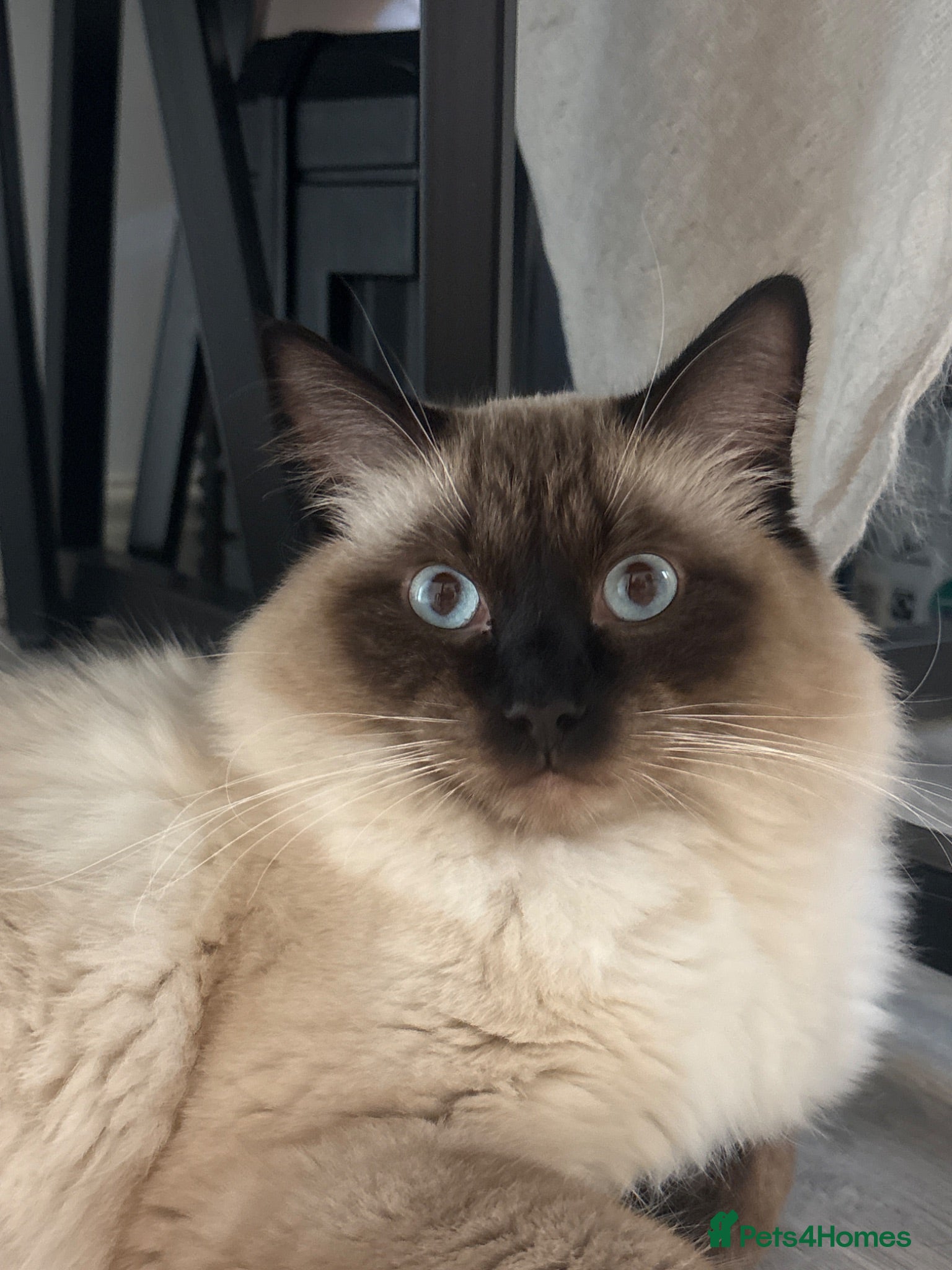 Ragdoll cats For Stud. Beautiful Male Ragdoll - Advert 10