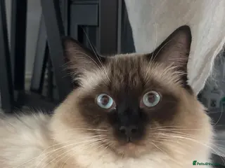 Ragdoll cats For Stud. Beautiful Male Ragdoll - Advert 10