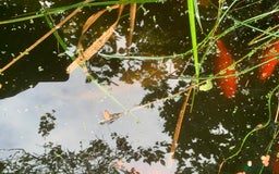 Koi Carp fish for sale: 3 Koi fish for sale - Image 2