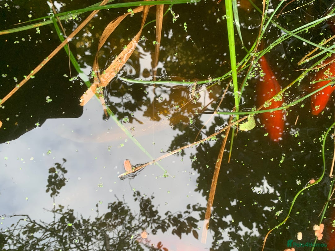 Koi Carp fish for sale: 3 Koi fish for sale - Image 2