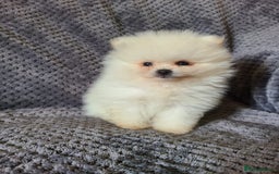 Pomeranian dogs for sale: Gorgeous litter of pomeranian puppies💙💖 - Image 10