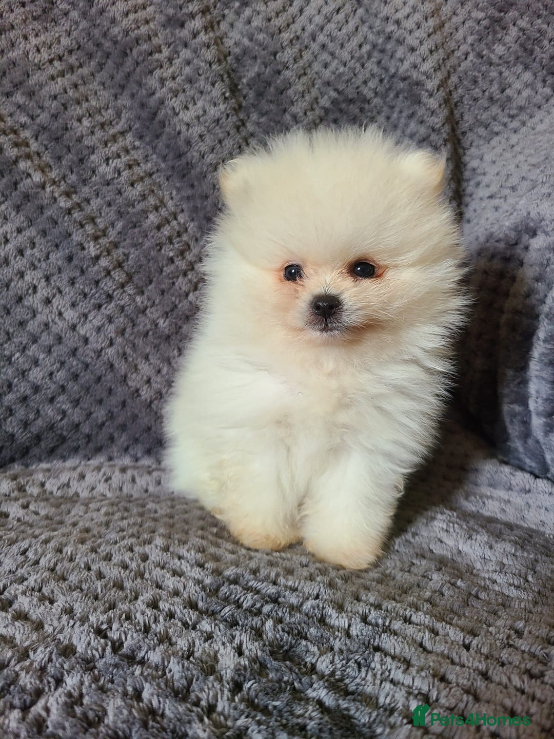 Pomeranian dogs for sale: Gorgeous litter of pomeranian puppies💙💖 - Image 10
