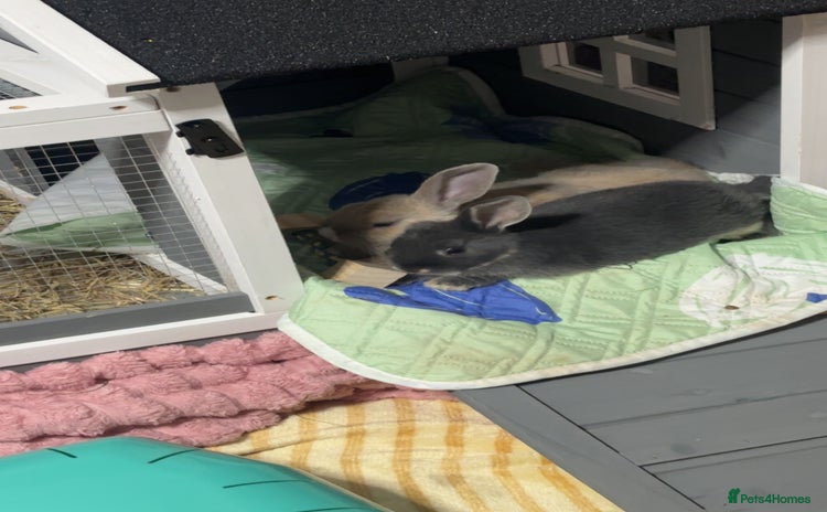 Mixed Breed rabbits - Advert 1