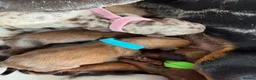 Dachshund dogs for sale: dachshund puppies For sale  - Advert 14