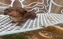 Miniature Dachshund dogs for sale: Miniature dachshund female - Image 5