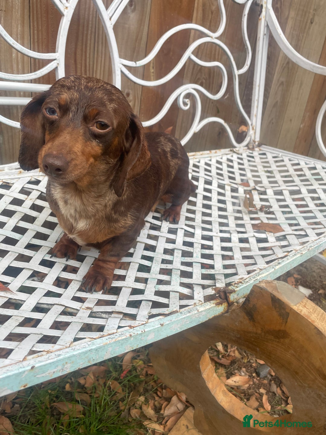 Miniature Dachshund dogs for sale: Miniature dachshund female - Image 5