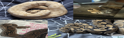 Snake reptiles for sale: Snakes For Rehome - Advert 1