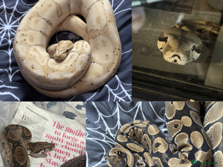 Snake reptiles Snakes For Rehome - Advert 1