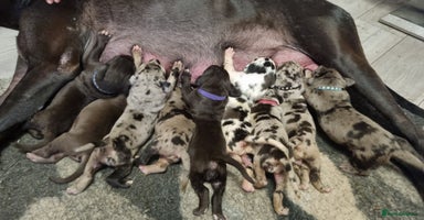 Great Dane dogs Exceptional pups, extensively health tested parent - Advert 7