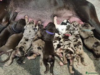 Great Dane dogs - Advert 2