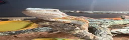 Bearded Dragon reptiles for sale: Male and female bearded dragon in Pontefract - Advert 2