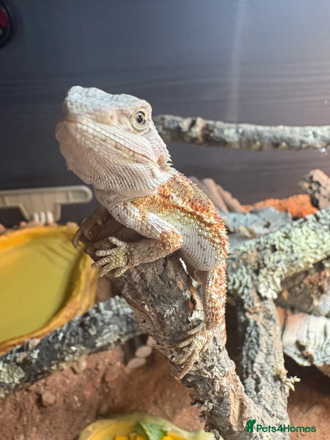 Bearded Dragon reptiles for sale: Male and female bearded dragon in Pontefract - Advert 2