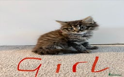 Mixed Breed cats for sale: Bengal/Maine Coon X Kittens - Image 3