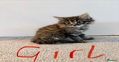 Mixed Breed cats - Advert 6