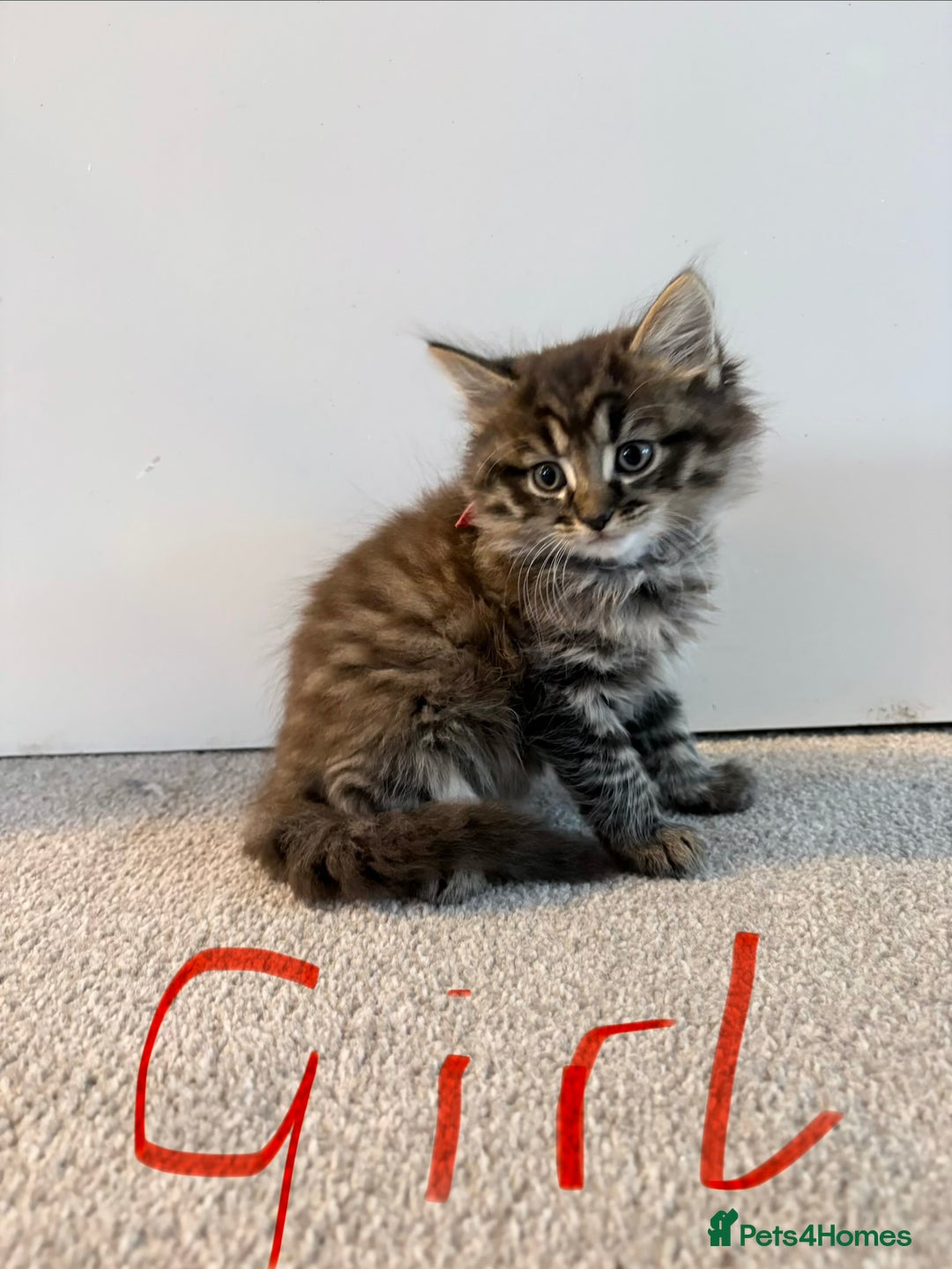 Mixed Breed cats for sale: Bengal/Maine Coon X Kittens - Image 3