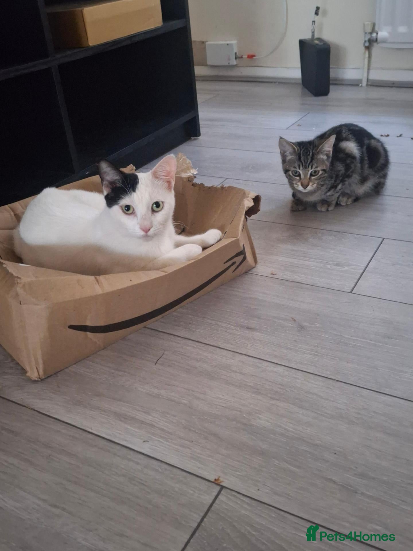 Domestic Shorthair cats Russian Blue × Bengal Mixed Kittens – 4 available - Advert 18
