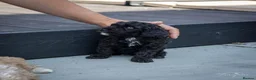 Goldendoodle dogs for sale: Black doodle boy with white apron - Advert 9