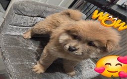 Chow Chow dogs for sale: 5 beautiful chow chow puppies  - Image 2