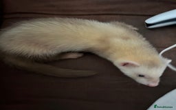Ferret rodents for sale: 4 month old ferret  - Image 2