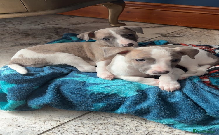 Whippet dogs - Advert 3