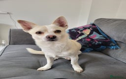 Mixed Breed dogs for sale: 2 dogs for rehoming  - Image 1