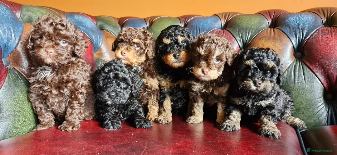 Cavapoo dogs for sale: Gorgeous f1bb Cavapoo pups. Health tested parents  - Advert 19
