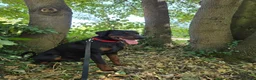 Dobermann dogs for sale: Shadow 2year old in Birmingham - Advert 8