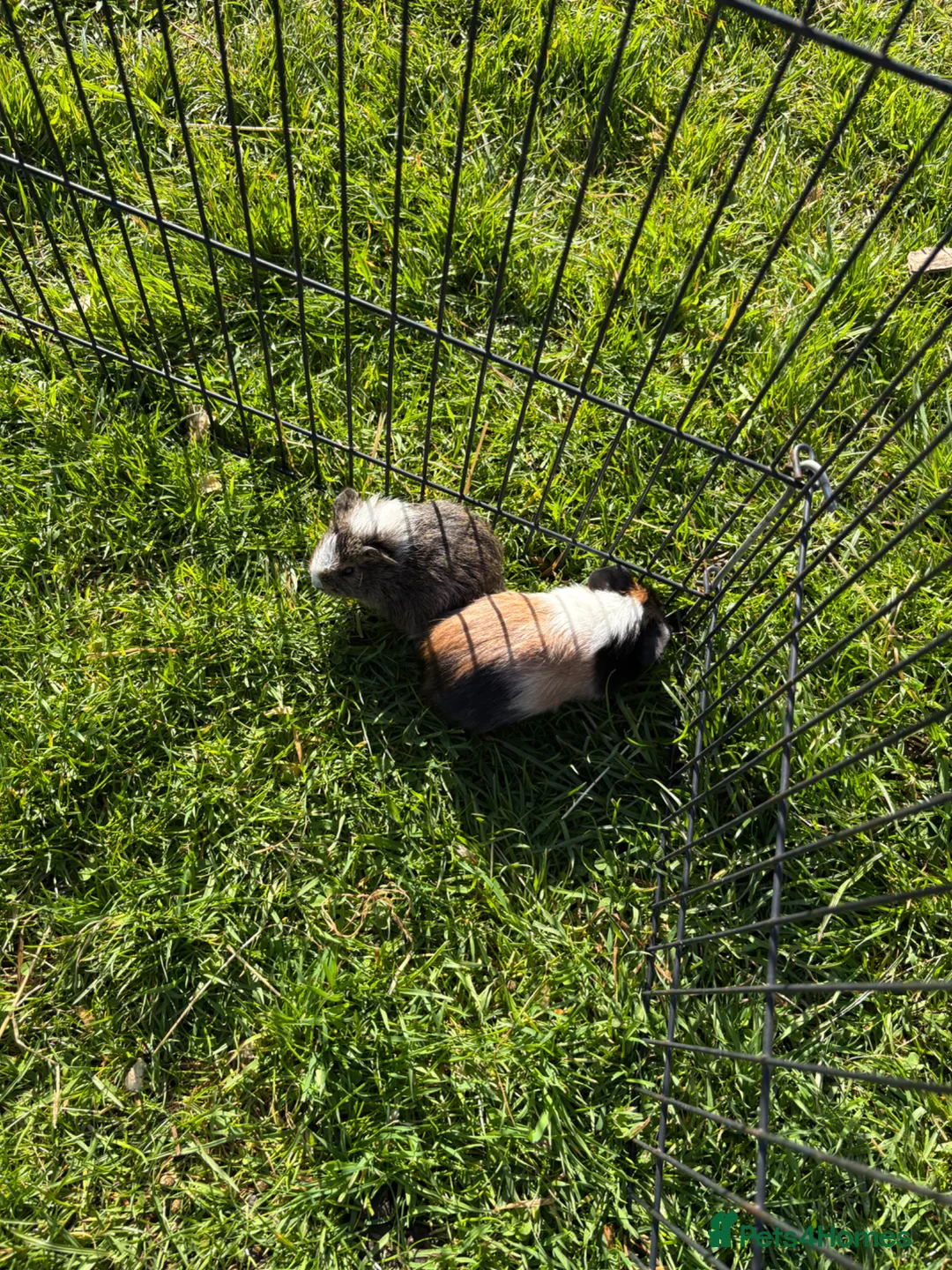 Guinea Pig rodents for sale: Beautiful well handled babies  - Advert 2