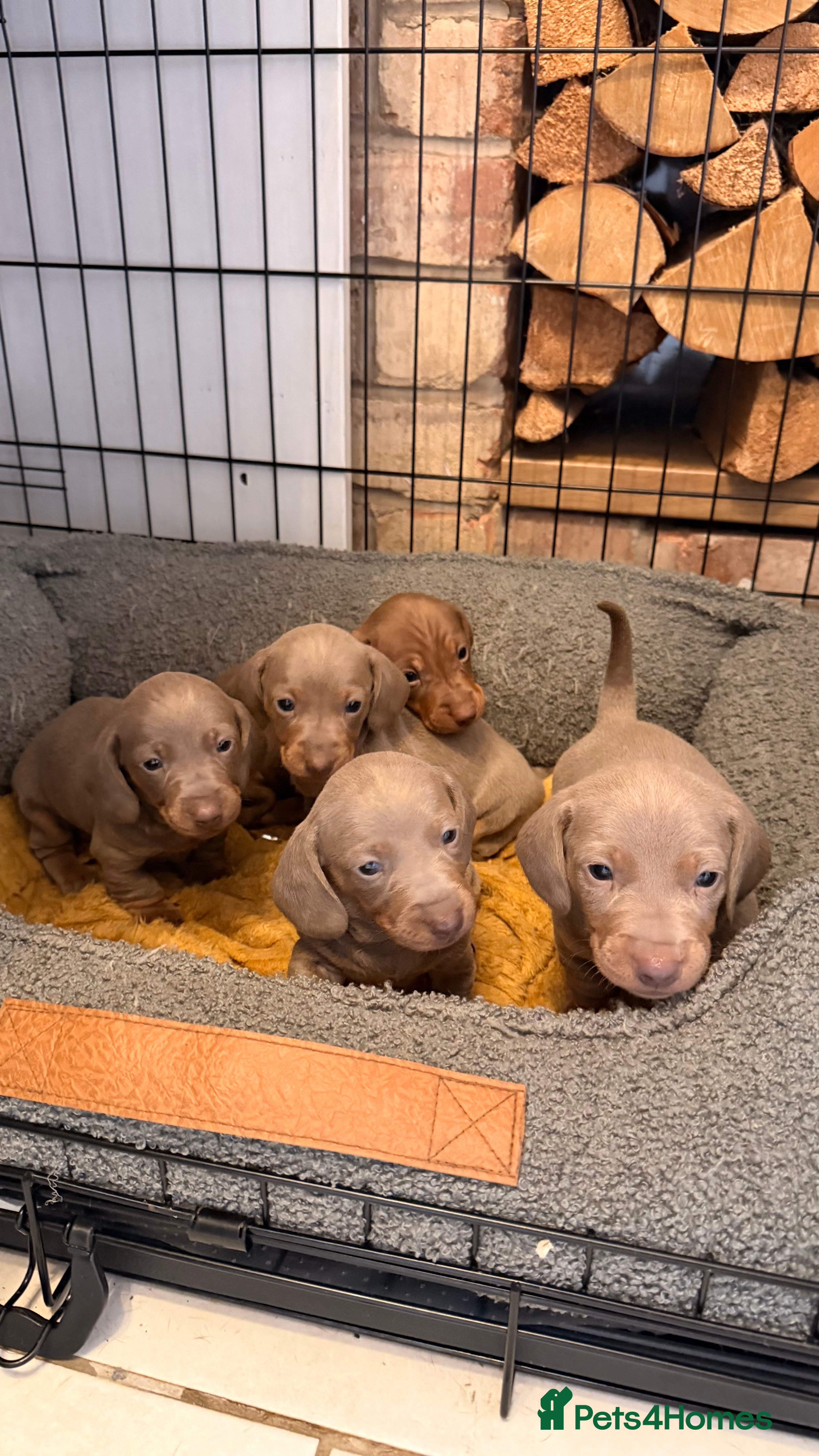 Miniature Dachshund dogs KC registered miniature dachshund  - Advert 2