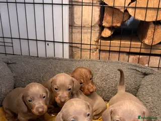 Miniature Dachshund dogs KC registered miniature dachshund - Advert 2