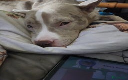 American Bulldog dogs for sale: American bulldog puppies - Advert 1